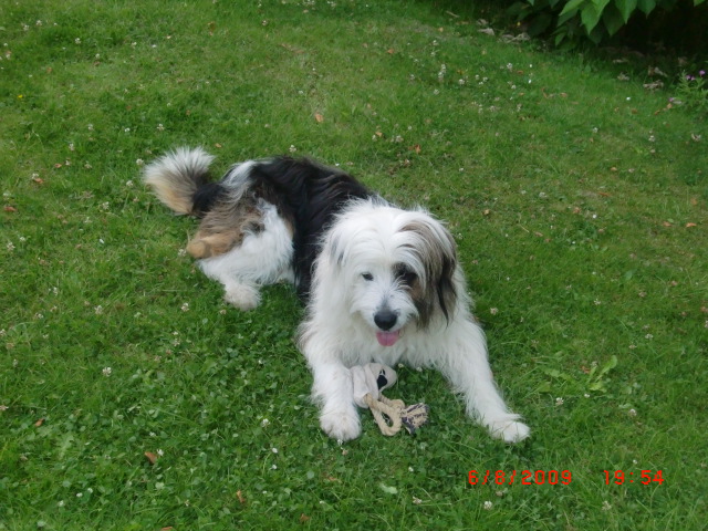 Meilo (Border Collie, Mioritic) Border Collie Mioritic 